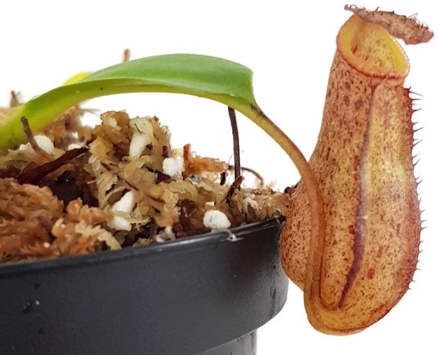 Nepenthes burkei x robcantleyi BE-3752