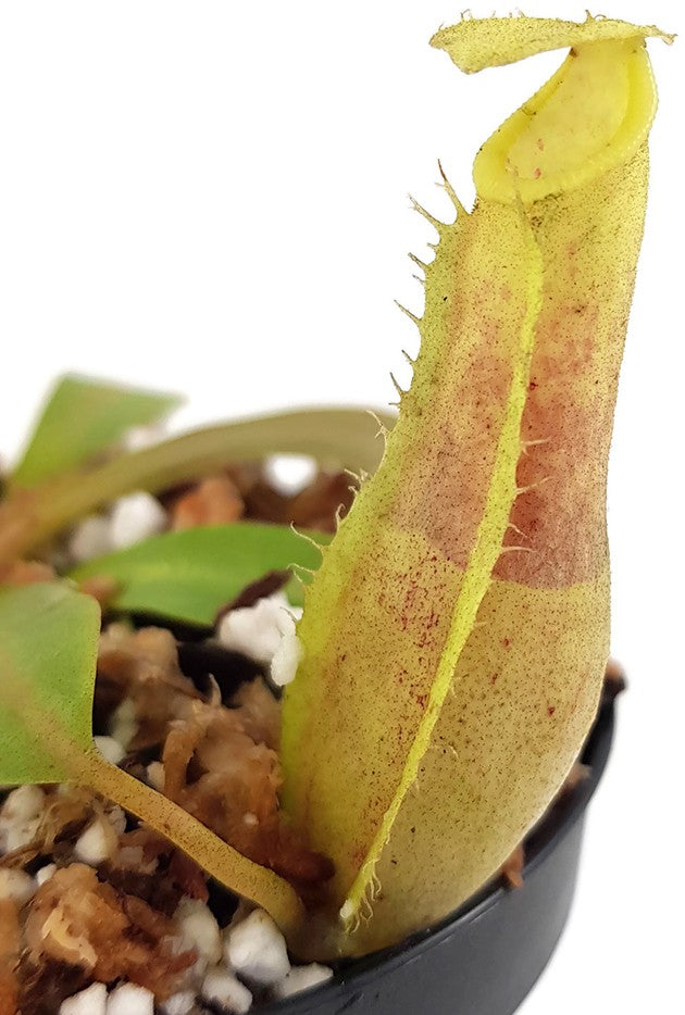 Nepenthes burkei x veitchii BE-3934