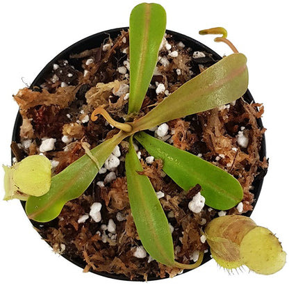 Nepenthes burkei x veitchii BE-3934