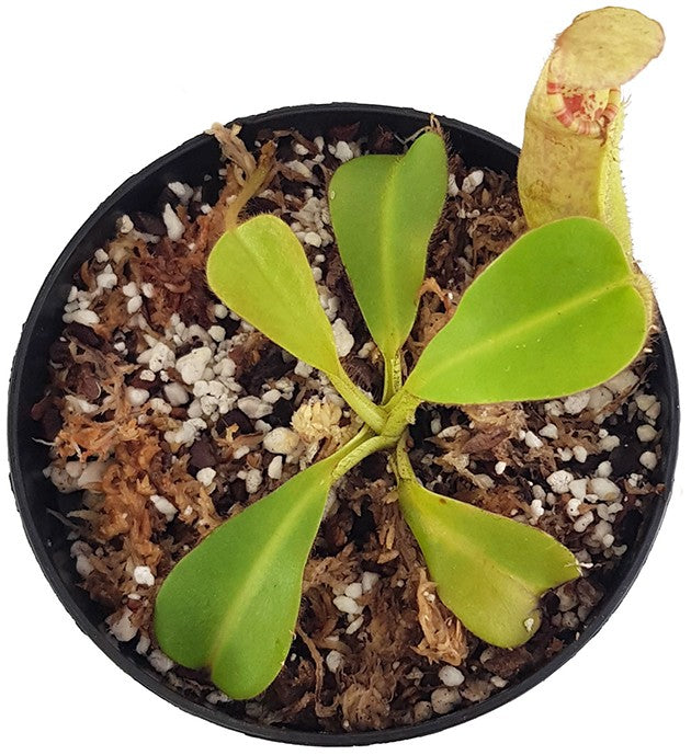 Nepenthes chaniana x veitchii BE-3137