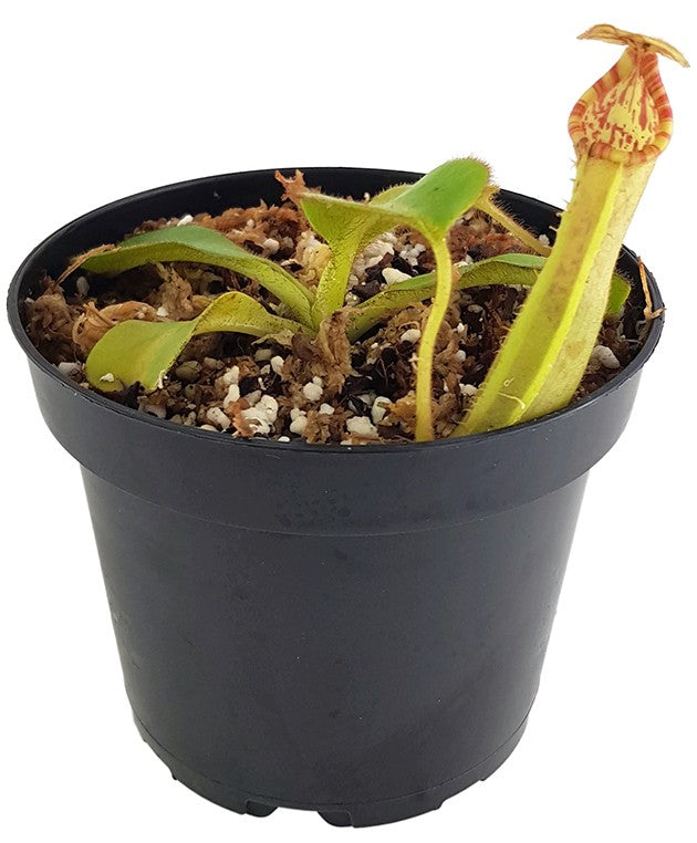 Nepenthes chaniana x veitchii BE-3137