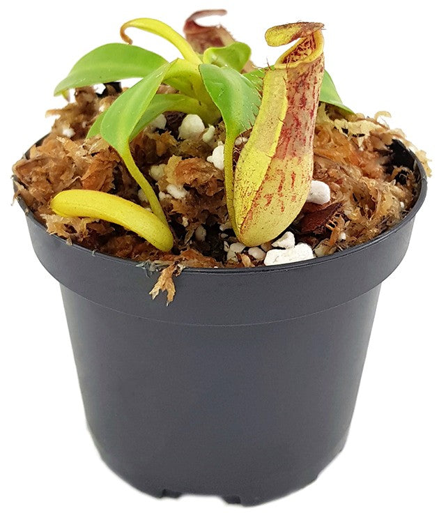 Nepenthes copelandii BE-3046