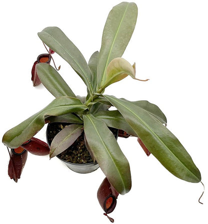 Nepenthes Dark Secret