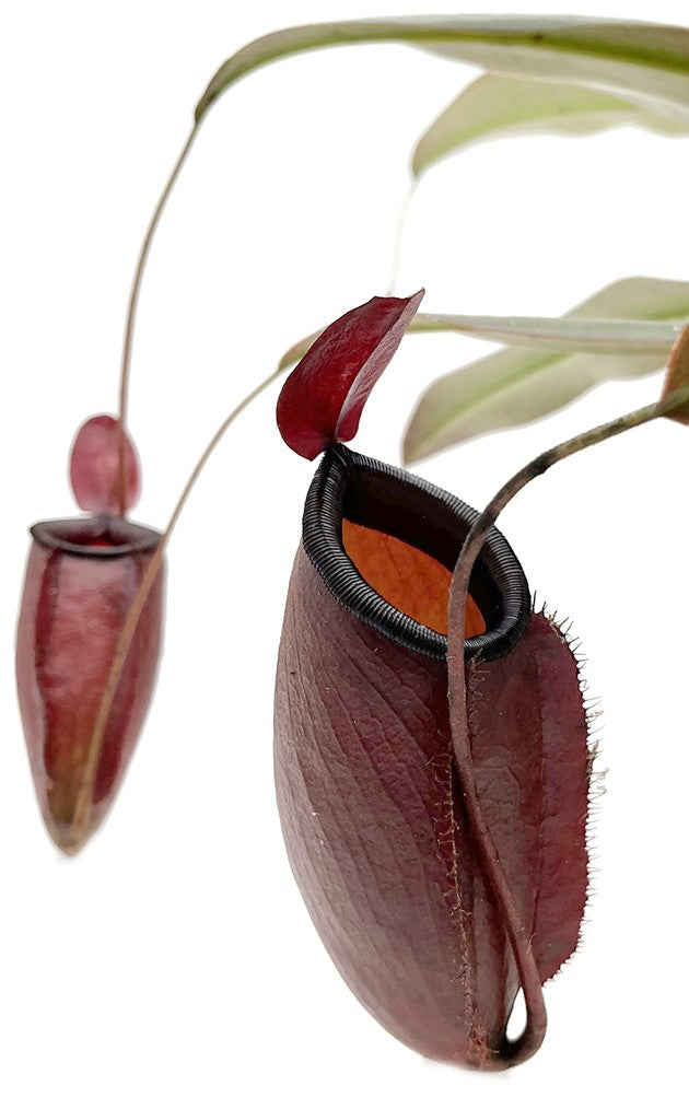 Nepenthes Dark Secret