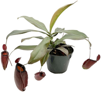 Nepenthes Dark Secret