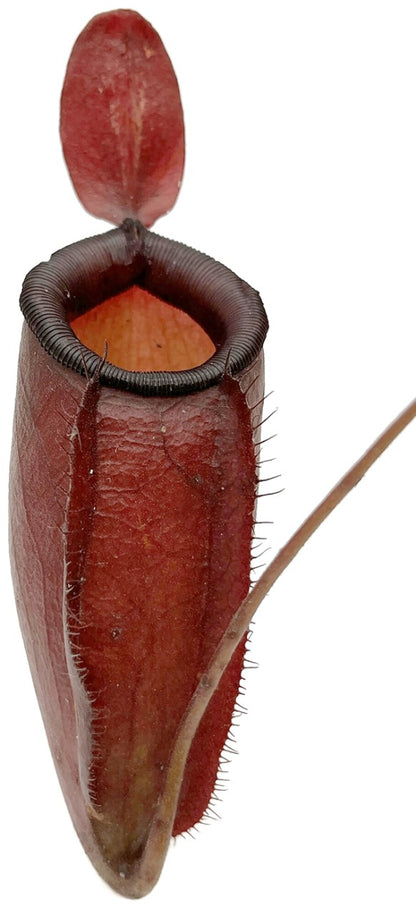 Nepenthes Dark Secret