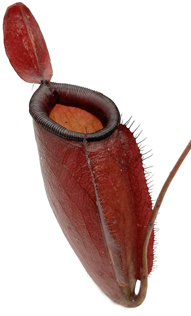 Nepenthes Dark Secret