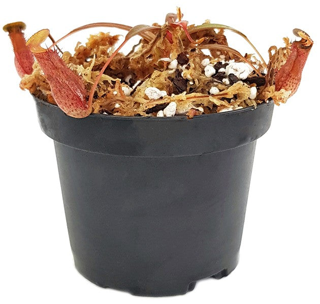 Nepenthes densiflora BE-3837