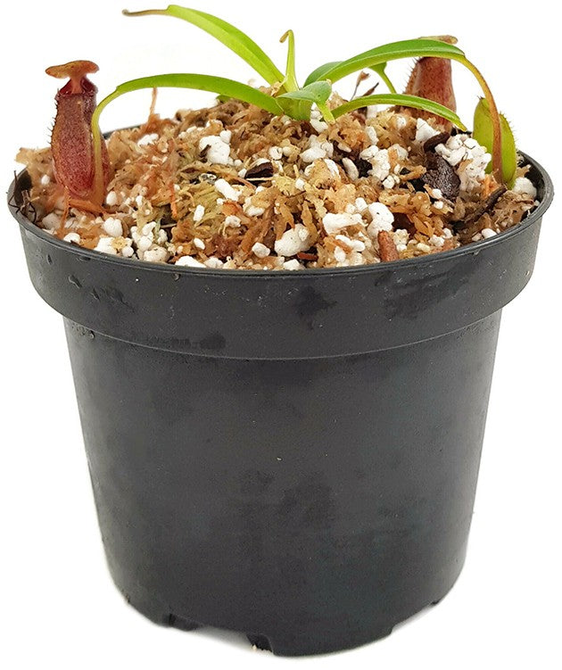 Nepenthes densiflora x aristolochioides BE-4076