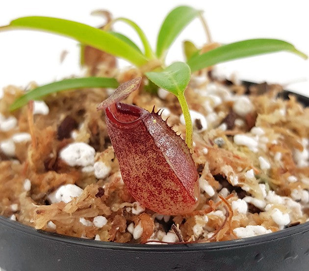 Nepenthes densiflora x aristolochioides BE-4076