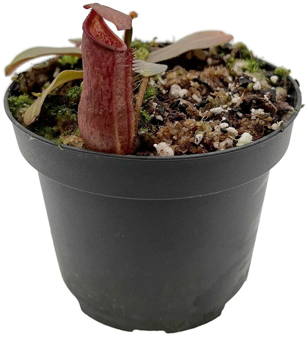 Nepenthes densiflora x veitchii BE-4037