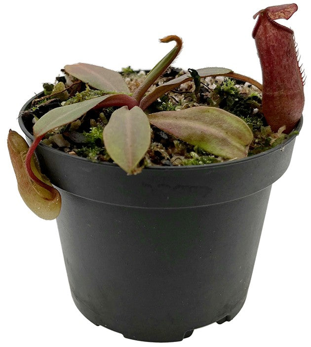 Nepenthes densiflora x veitchii BE-4037