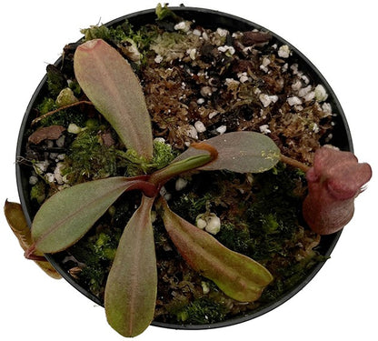 Nepenthes densiflora x veitchii BE-4037