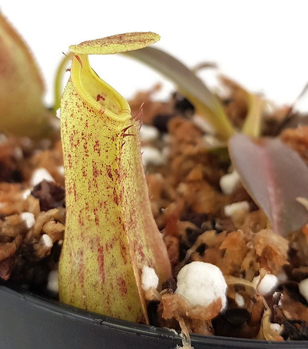 Nepenthes eymae BE-3736