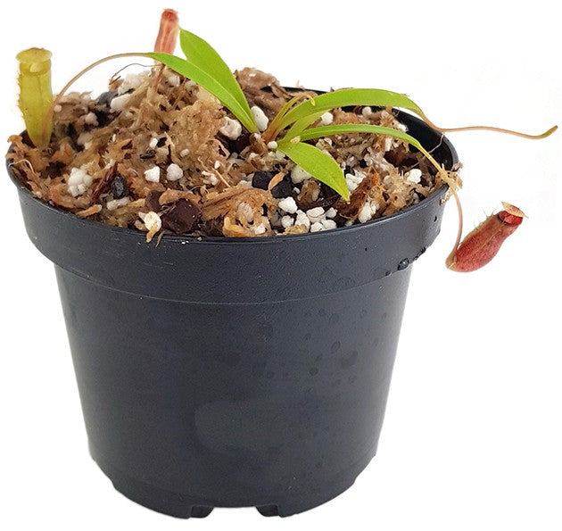 Nepenthes flava BE-3652