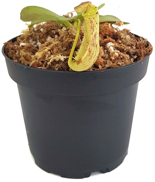 Nepenthes fusca BE-3068