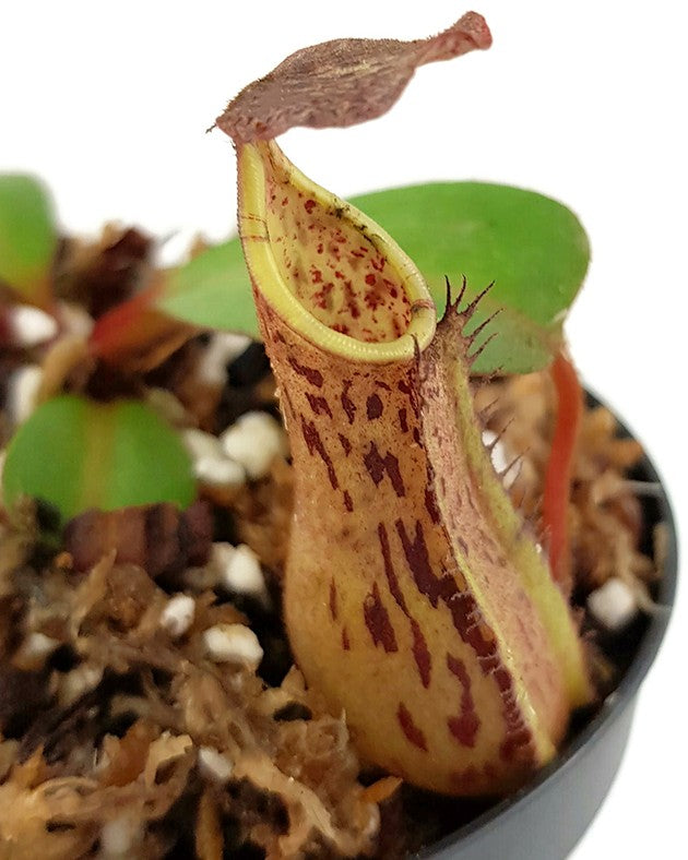 Nepenthes fusca BE-3070