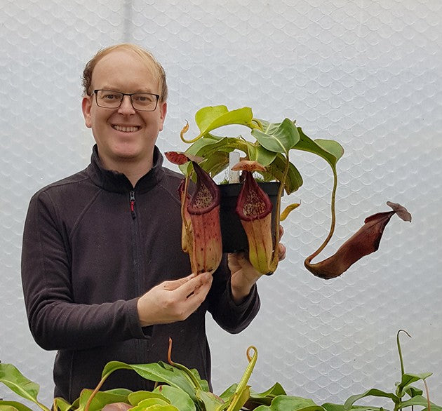 Nepenthes glandulifera x robcantleyi BE-3964