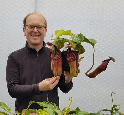 Nepenthes glandulifera x robcantleyi BE-3964