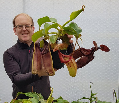 Nepenthes glandulifera x robcantleyi BE-3964