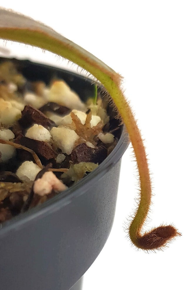 Nepenthes glandulifera x (burbidgeae x edwardsiana) BE-3990