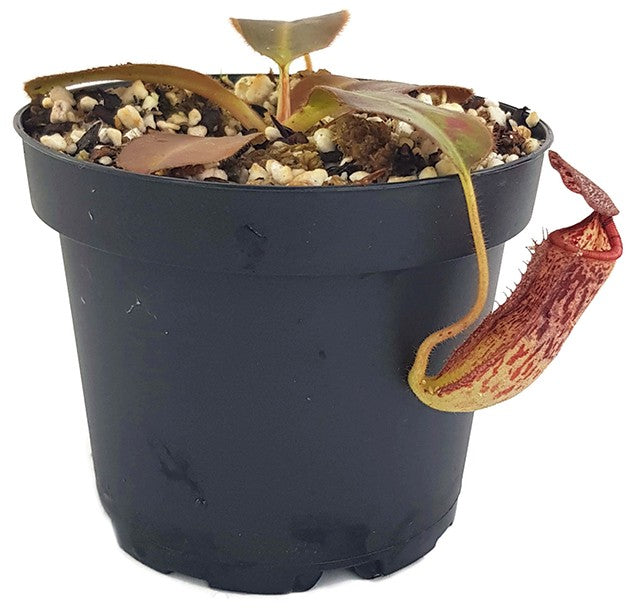 Nepenthes glandulifera x (burbidgeae x edwardsiana) BE-3990