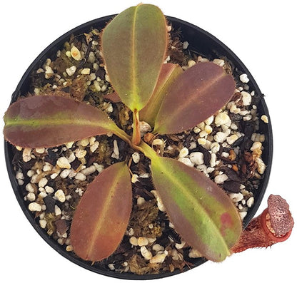 Nepenthes glandulifera x (burbidgeae x edwardsiana) BE-3990