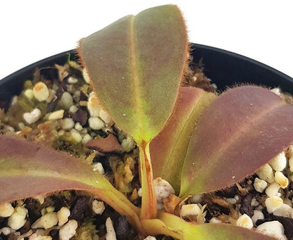 Nepenthes glandulifera x (burbidgeae x edwardsiana) BE-3990