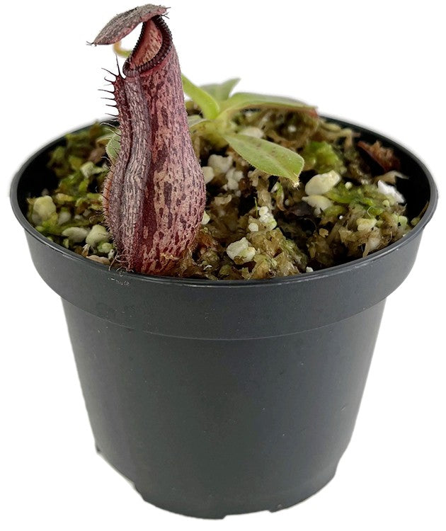 Nepenthes glandulifera x hamata BE-3953