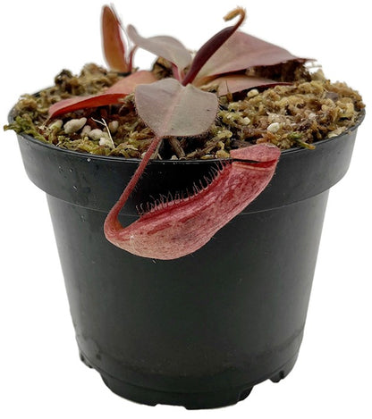 Nepenthes glandulifera x peltata BE-4560