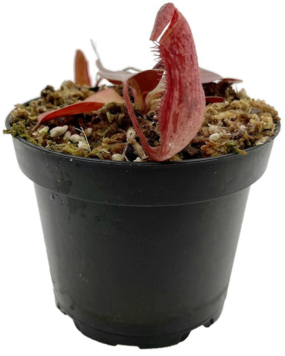 Nepenthes glandulifera x peltata BE-4560