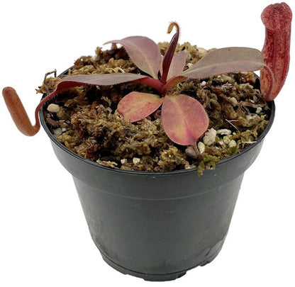 Nepenthes glandulifera x peltata BE-4560