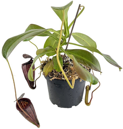 Nepenthes glandulifera x tenuis BE-3891