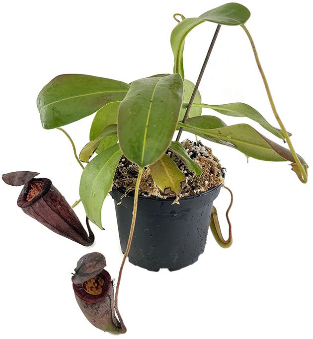 Nepenthes glandulifera x tenuis BE-3891