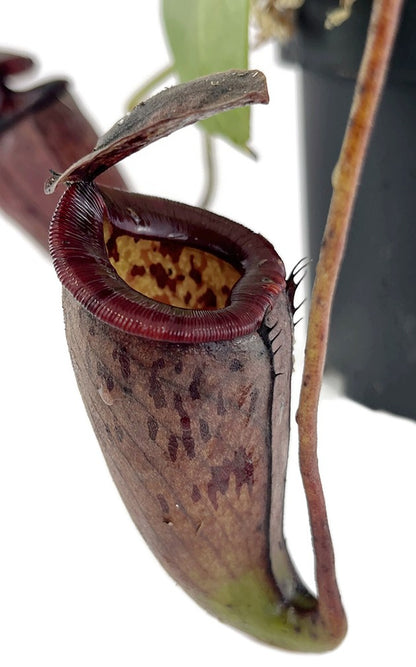 Nepenthes glandulifera x tenuis BE-3891