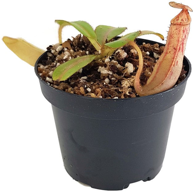 Nepenthes glandulifera x veitchii BE-3689