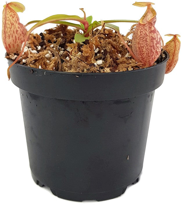 Nepenthes gymnamphora BE-4059