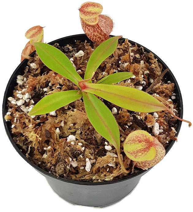 Nepenthes gymnamphora BE-4059