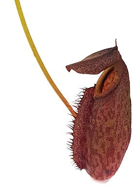 Nepenthes gymnamphora Talakmau Purple BE-3078