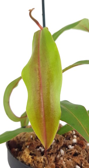 Nepenthes gymnamphora Talakmau Purple BE-3078