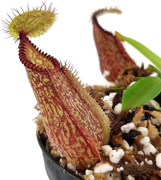 Nepenthes hamata Lumut BE-3380