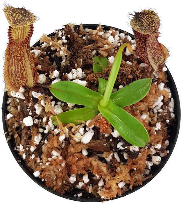 Nepenthes hamata Lumut BE-3380