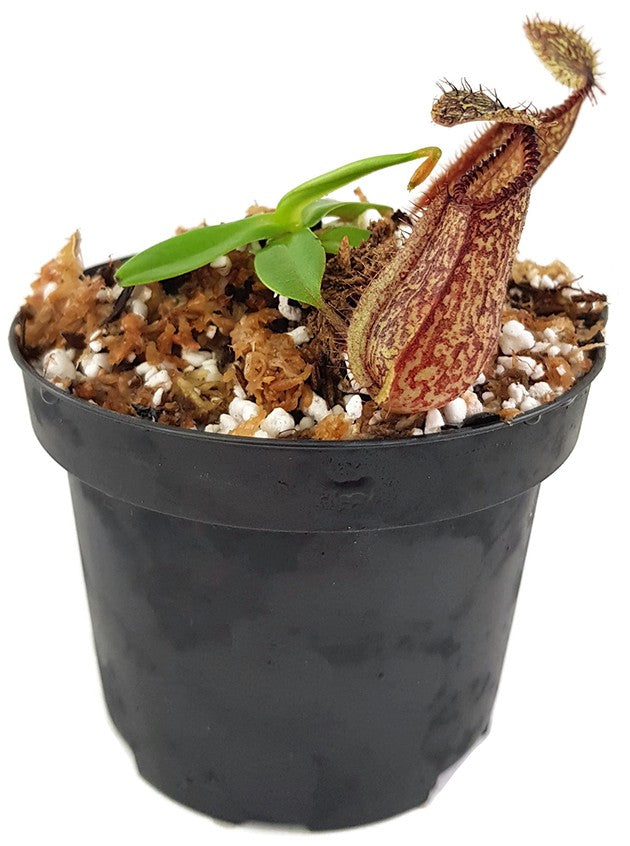 Nepenthes hamata Lumut BE-3380