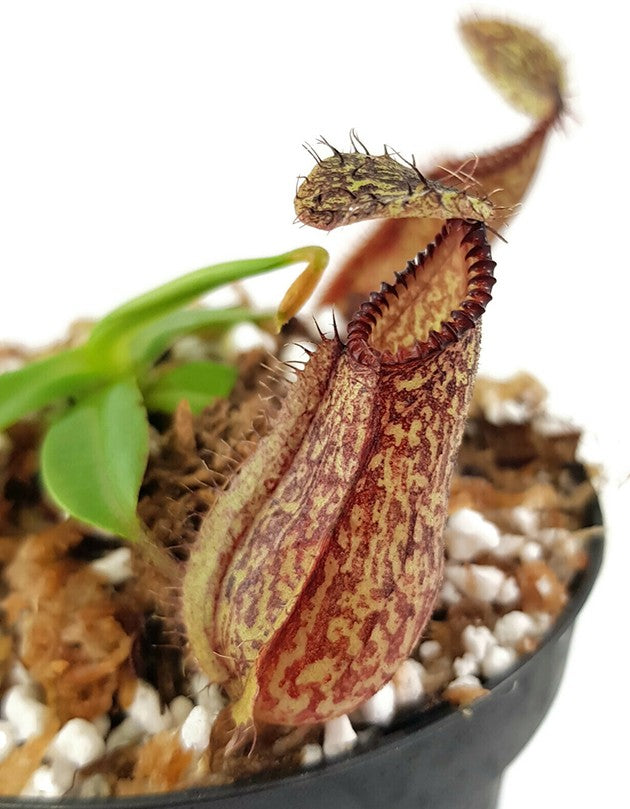 Nepenthes hamata Lumut BE-3380