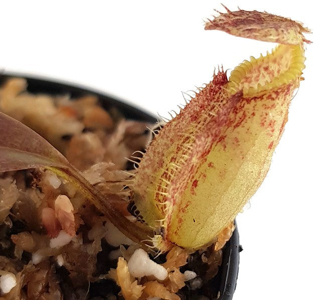 Nepenthes hamata Tambusisi BE-3975