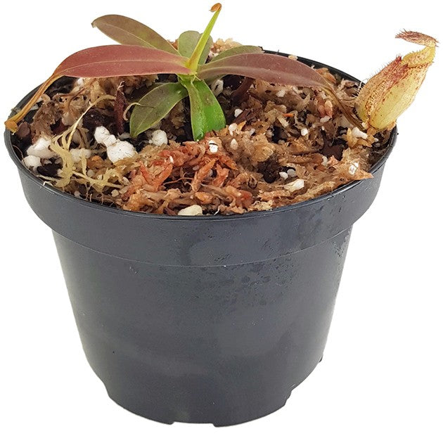Nepenthes hamata Tambusisi BE-3975