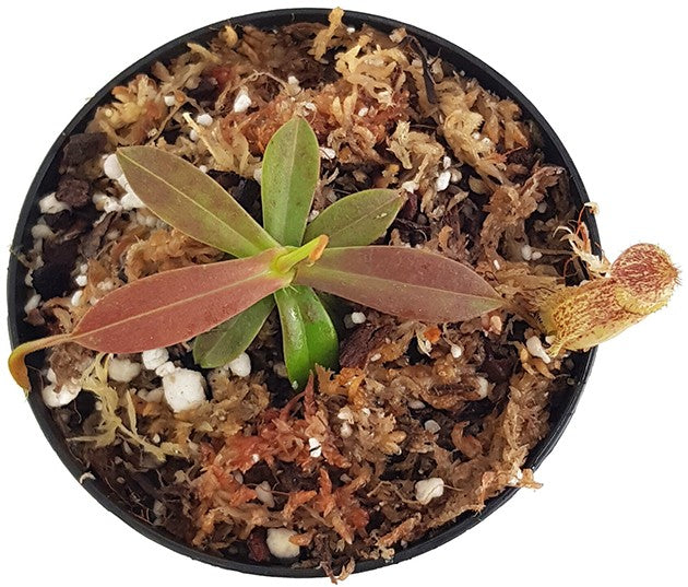 Nepenthes hamata Tambusisi BE-3975
