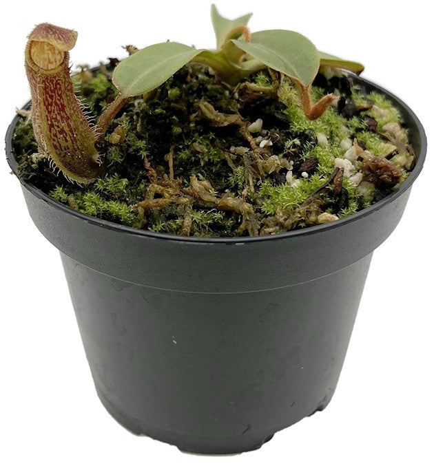 Nepenthes hamata x chaniana BE-4556