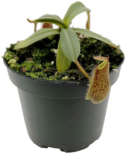 Nepenthes hamata x klossii BE-4562