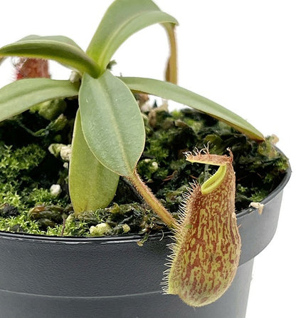 Nepenthes hamata x klossii BE-4562